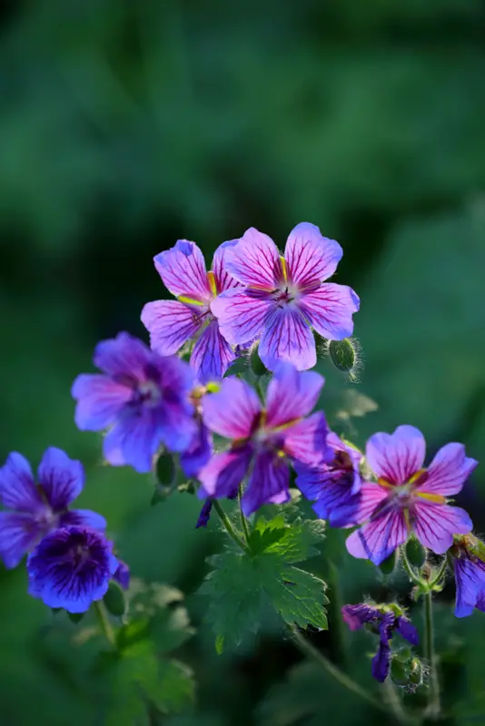 Cranesbill-01