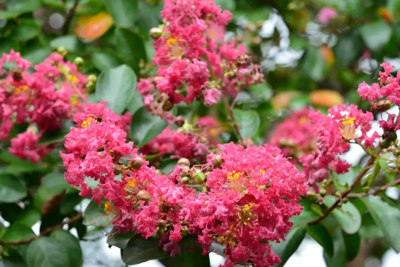 Crape-Myrtle