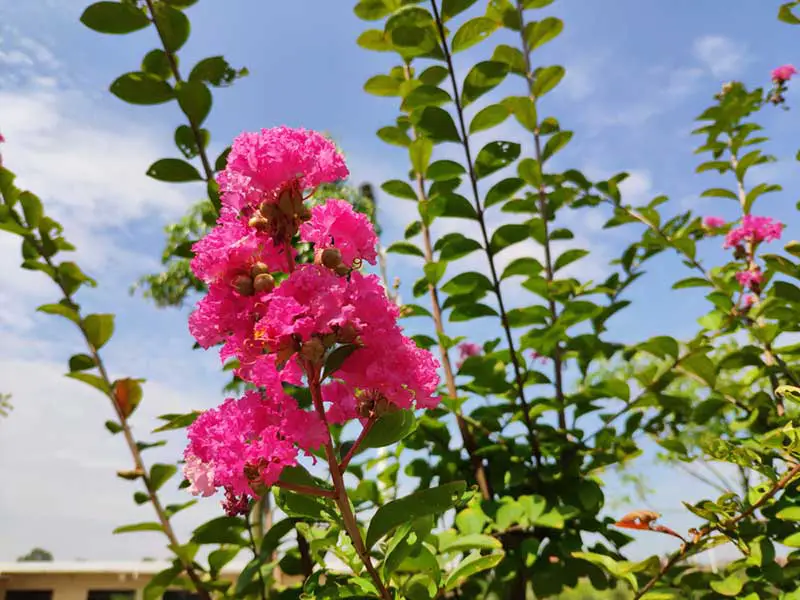 Crape Myrtle