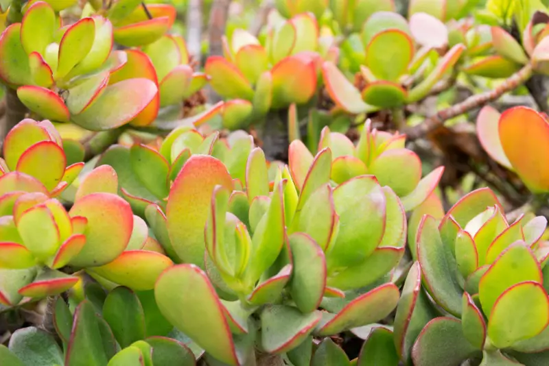 Crassula ovata ‘Hummel’s Sunset’ (Sunset Jade)