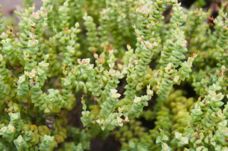 Crassula rupestris (baby’s necklace)