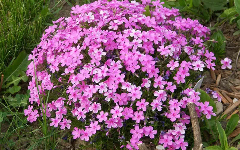 Creeping-Phlox