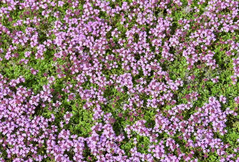 Creeping-Thyme