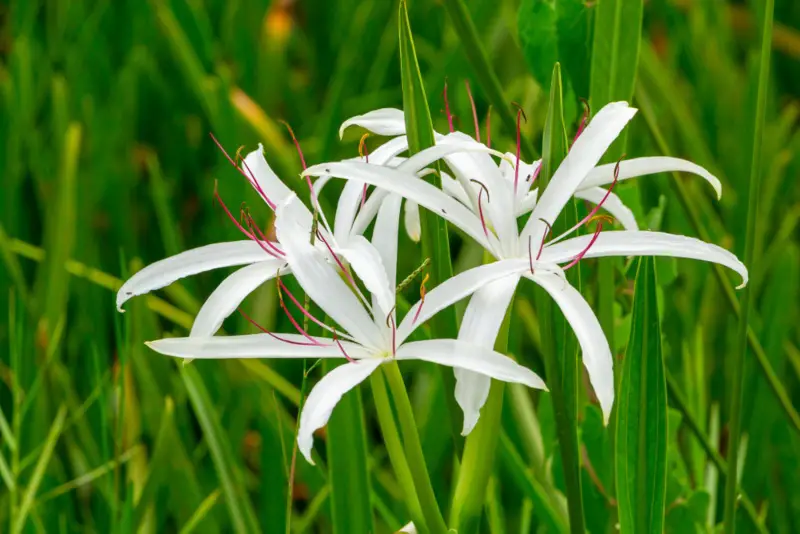 Crinum-Lily