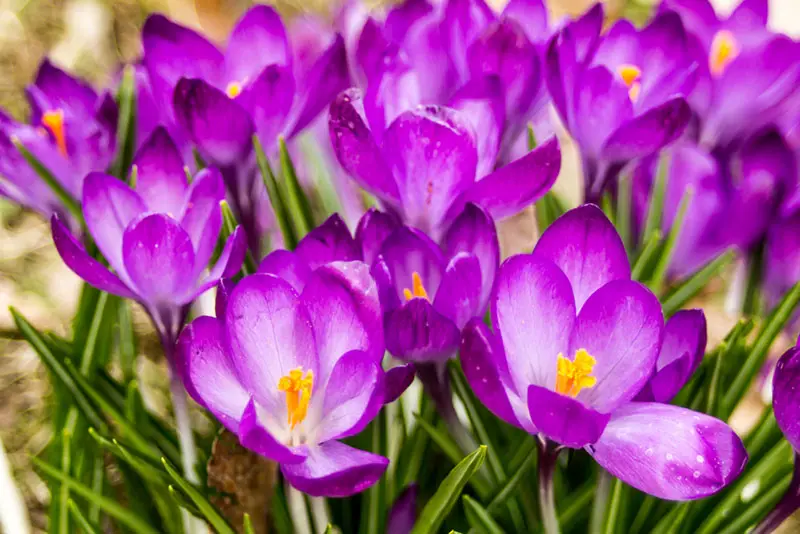 Crocus