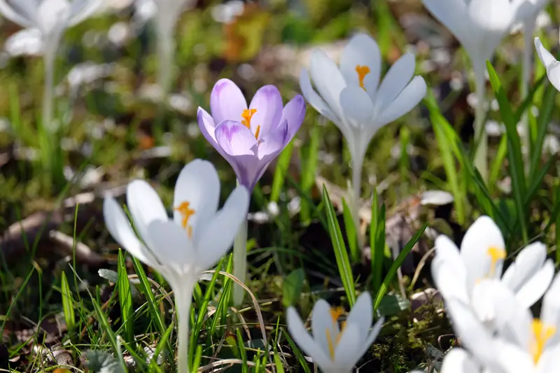 Crocuses-01