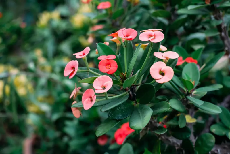 Crown-of-Thorns