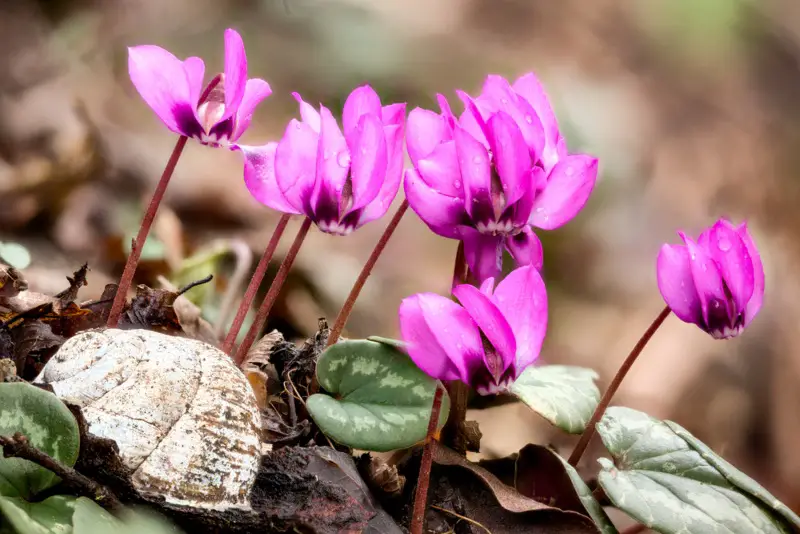 Cyclamen Coum