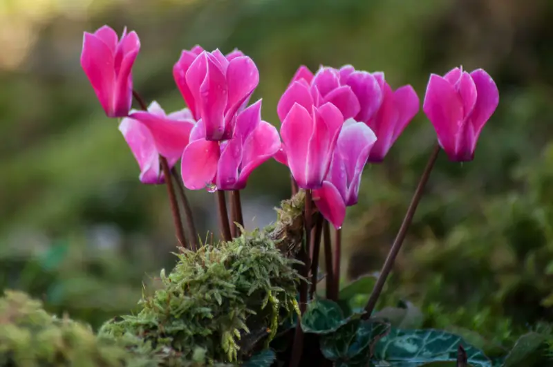 Cyclamen