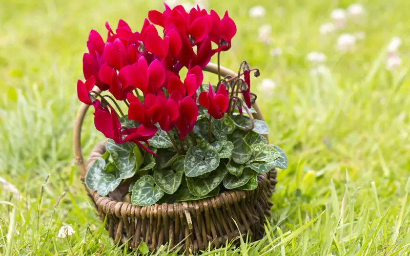 cyclamens-pic-01sm