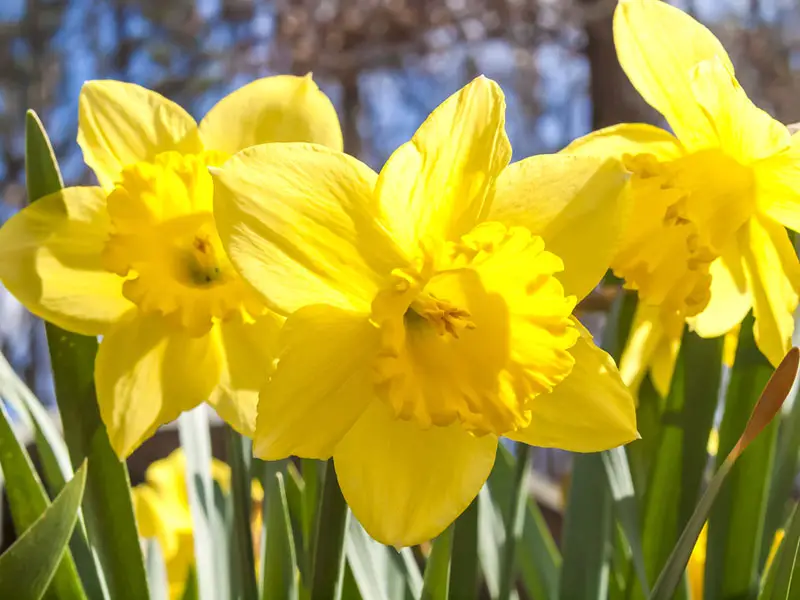 Daffodils