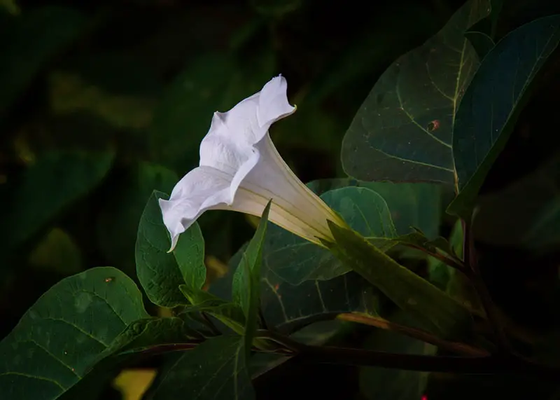 Datura