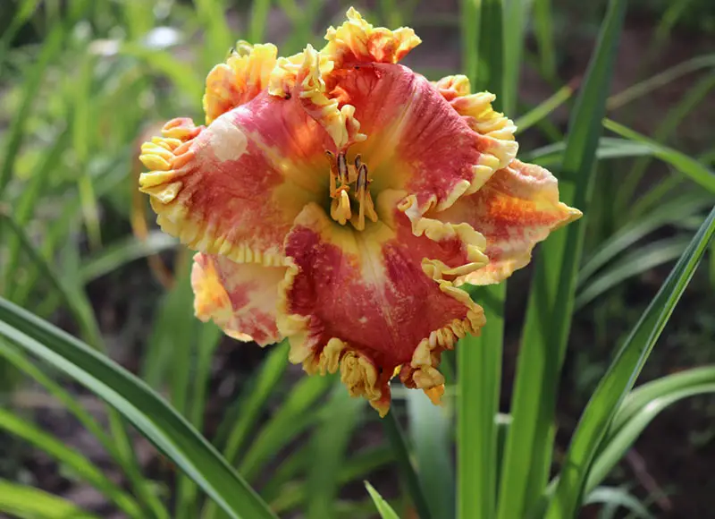 Daylilies