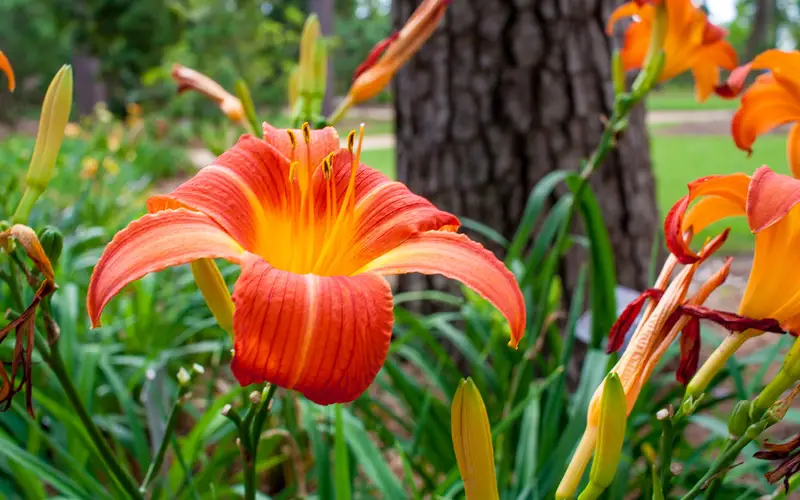 Daylily-02