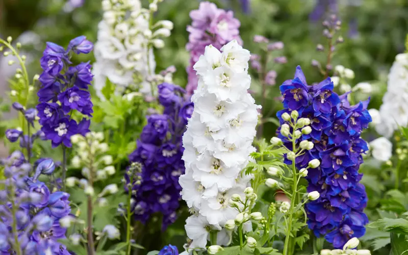 Delphinium-Centurion-White-01