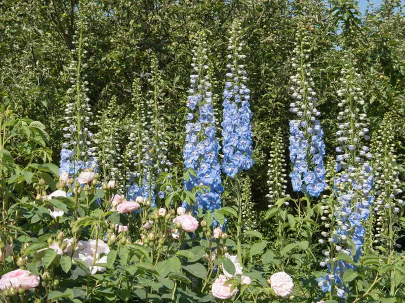 Delphinium