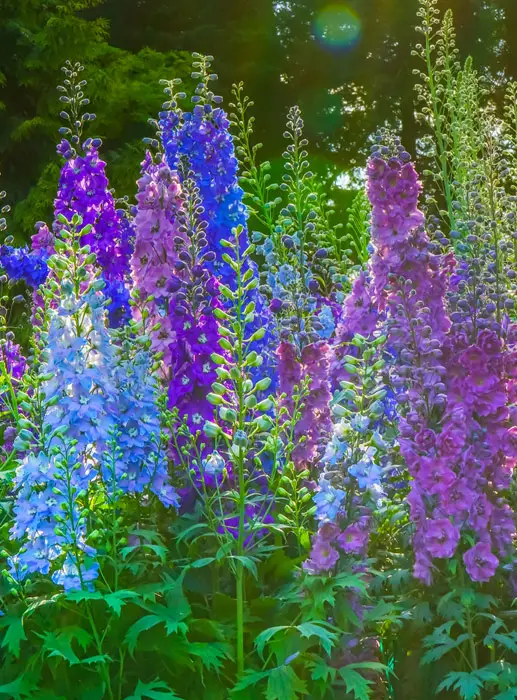 Delphiniums-02