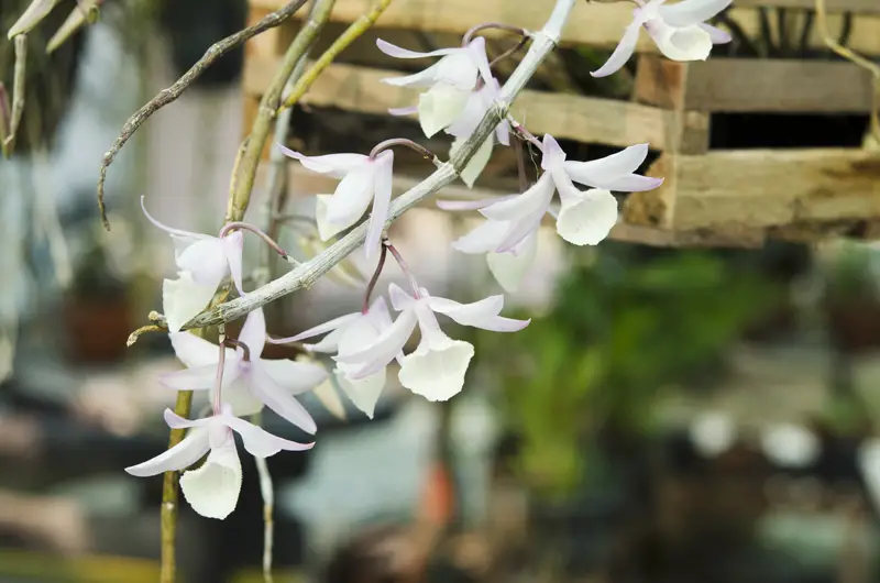 Dendrobium Orchid