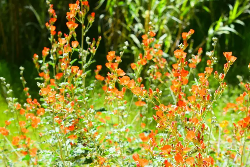 Desert-Globemallow