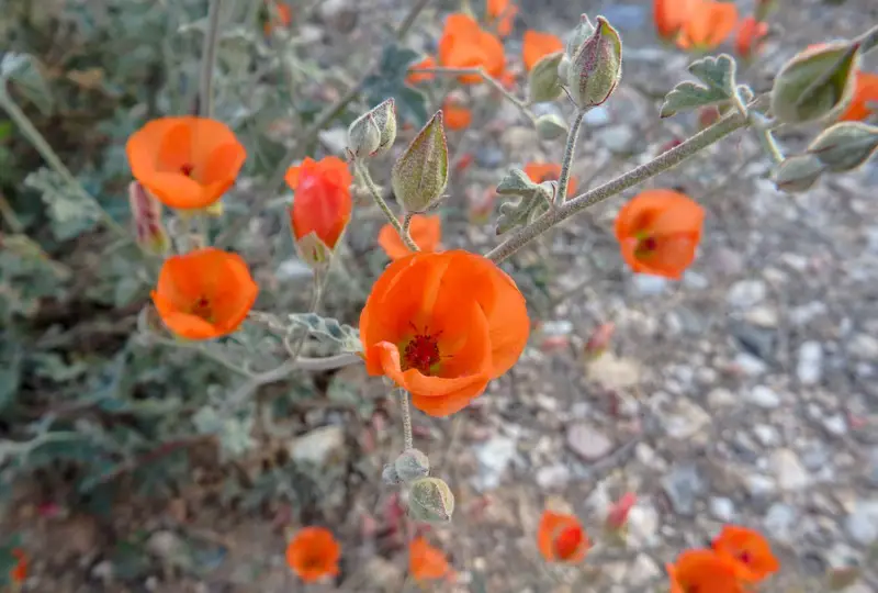 Desert-Mallow