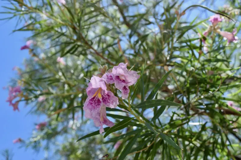 Desert-Willow