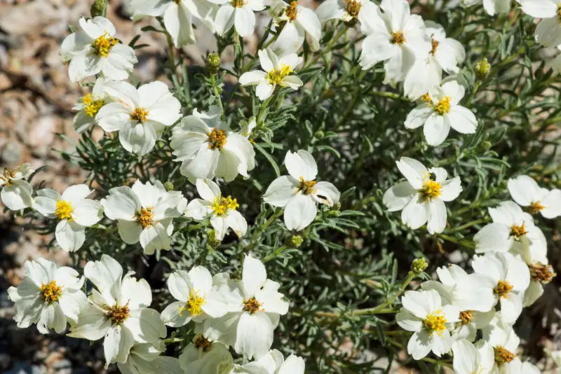 Desert-Zinnia