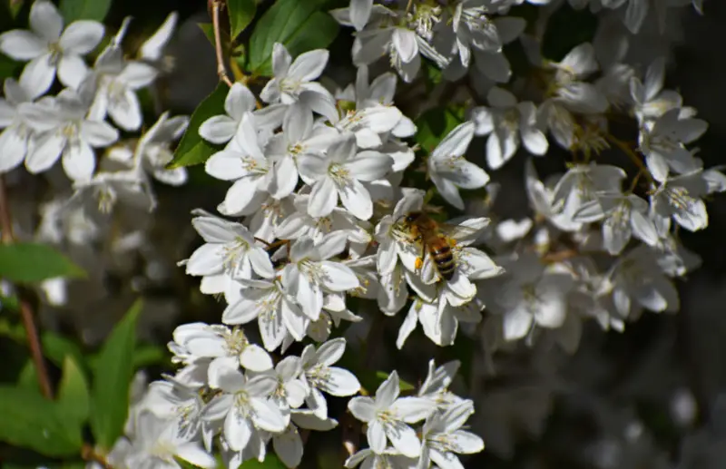 Deutzia