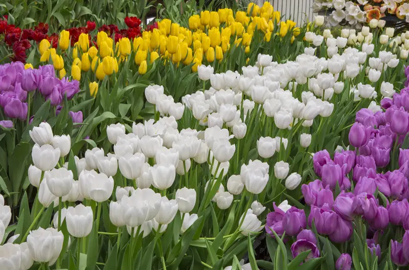 Different Types Of Tulips