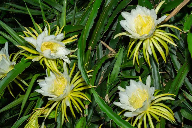 Dragon Fruit Flowers