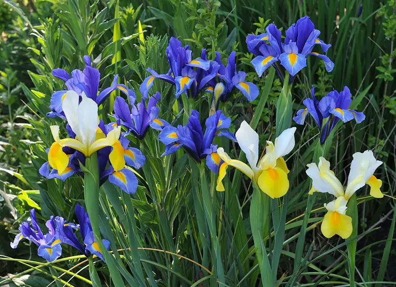 Dutch Iris