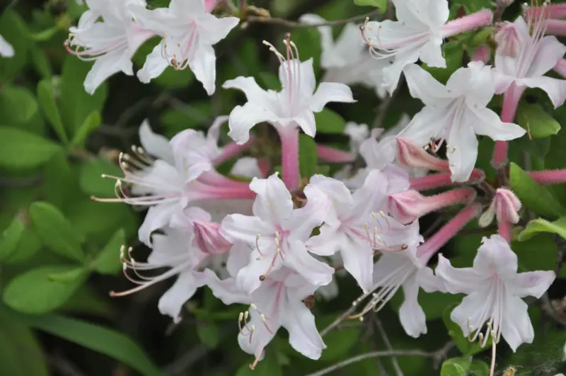 Dwarf Azalea