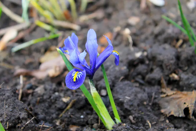 Dwarf Iris