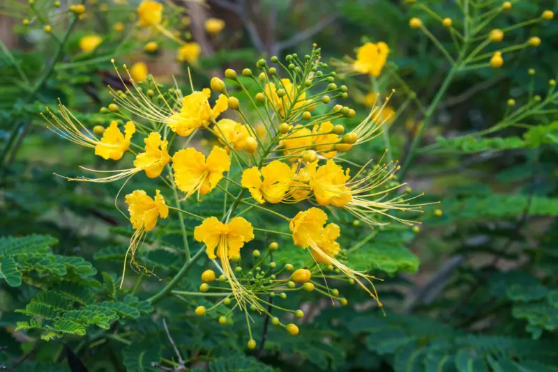 Dwarf-Poinciana-Tree-(Caesalpinia-pulcherrima)