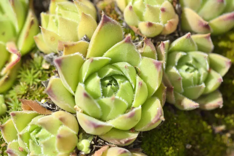 Echeveria agavoides