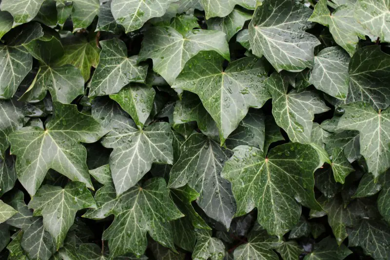 English-Ivy