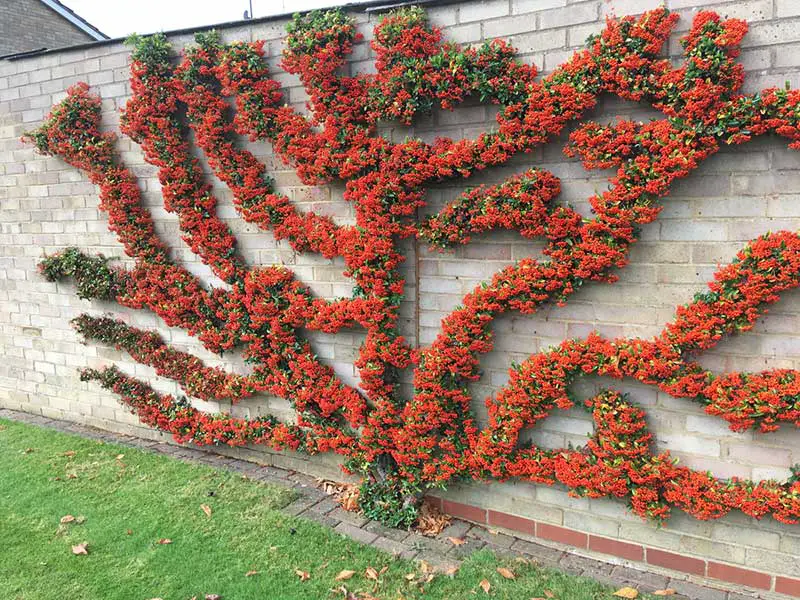 Pyracantha Espalier