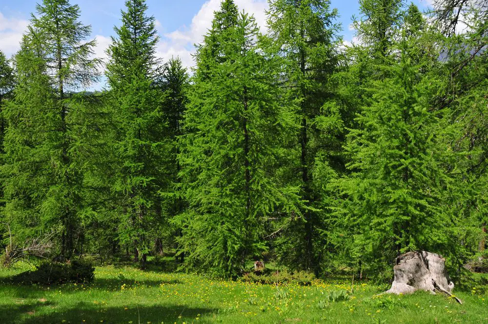 European-Larch