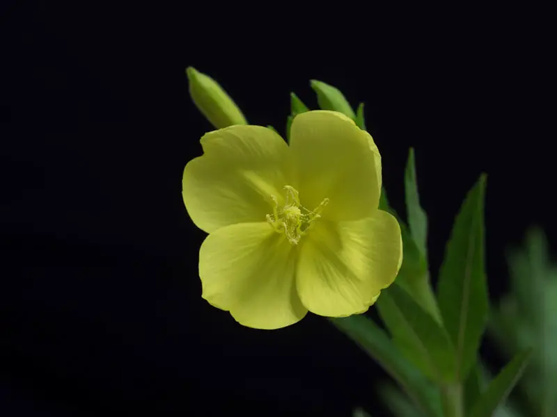 Evening Primrose