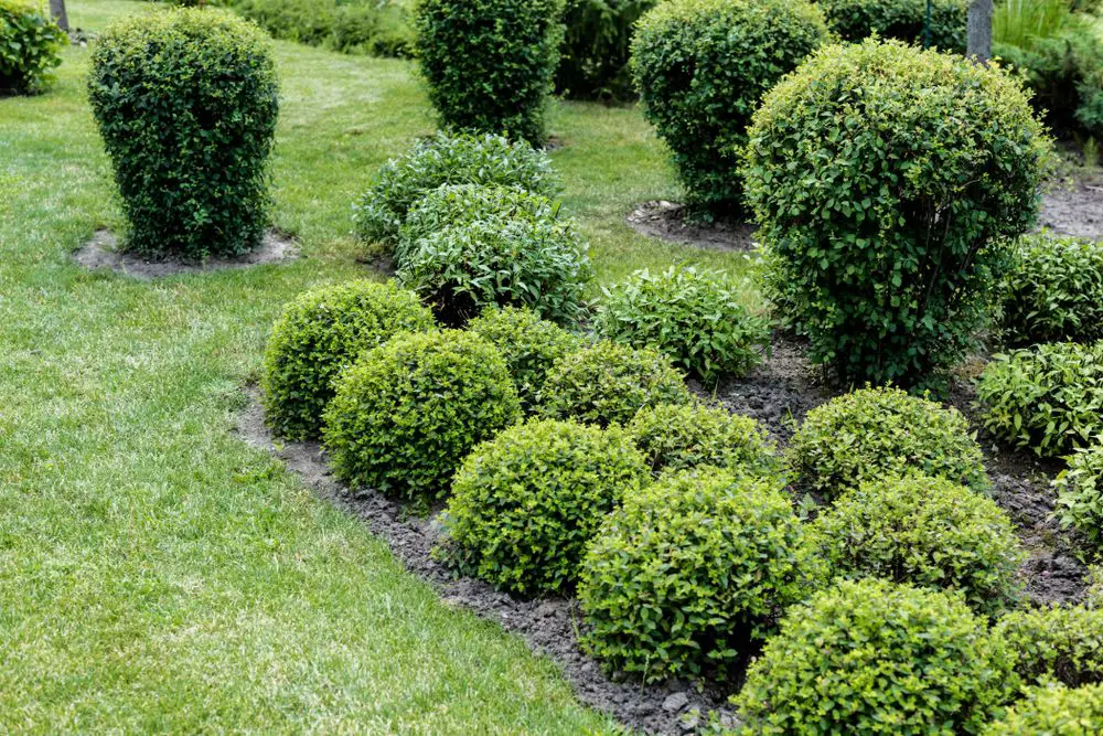 Evergreen-Shrubs