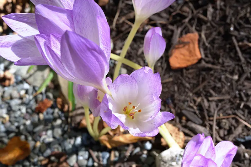 Fall Crocus