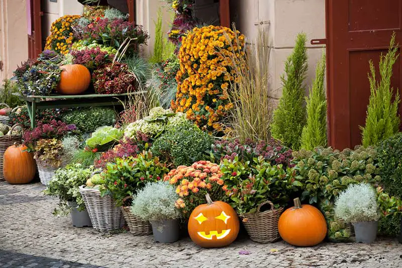 Fall Flowers pots