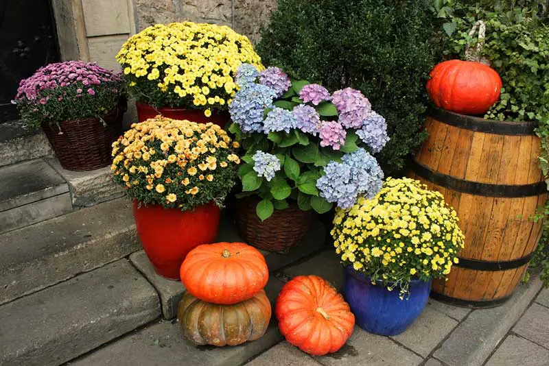 Fall Plants Front Porch