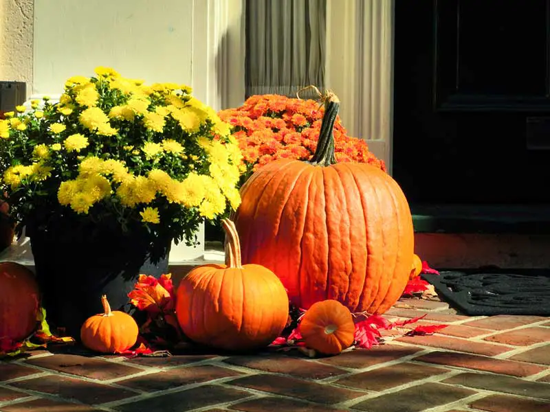 Fall Pumpkin