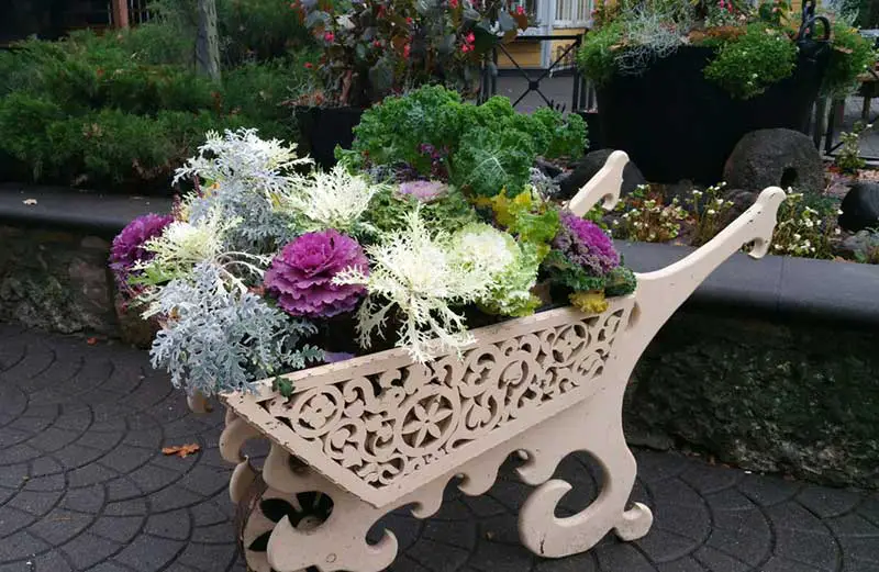 Fall Wheelbarrow cabbage