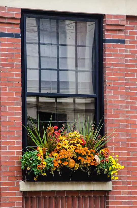 Fall Window Box