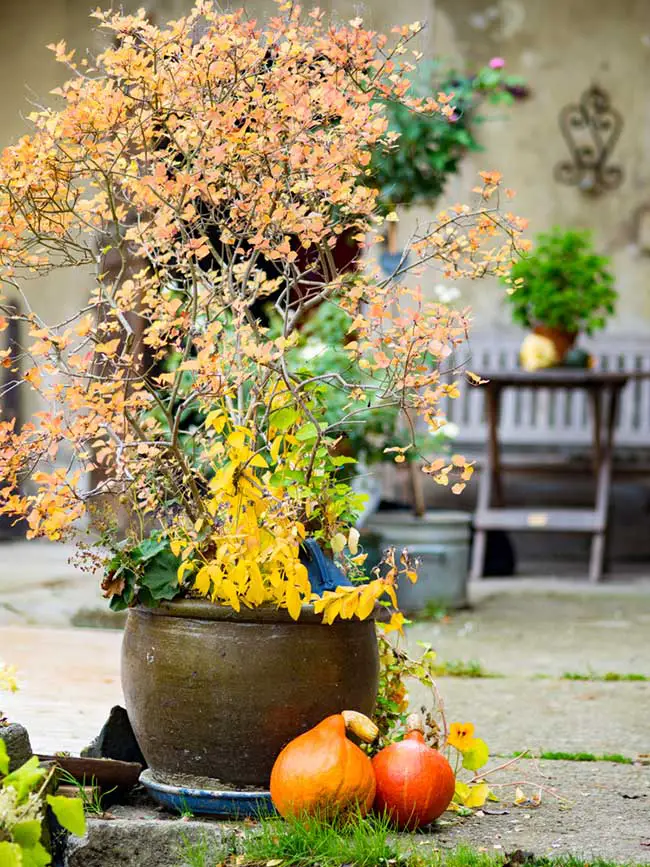 Fall containers