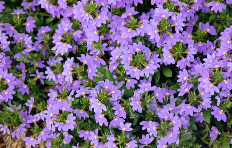 Fan-Flower-(Scaevola)