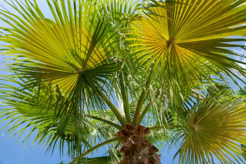 Fan-Palm (Chamaerops-humilis)