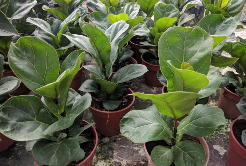 Fiddle-Leaf-Fig