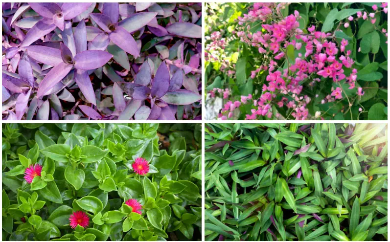 Florida Ground Cover Plants